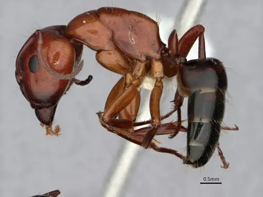 Camponotus essigi - CASENT0842056