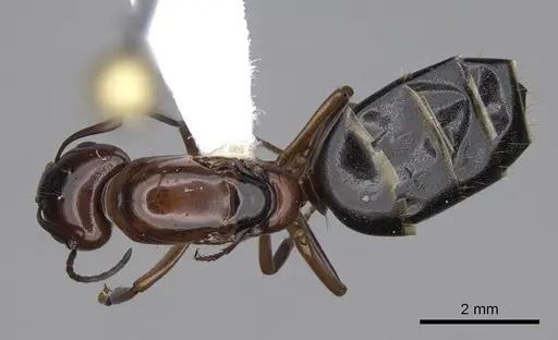 Camponotus essigi - CASENT0843243
