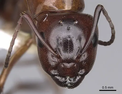 Camponotus essigi - CASENT0843243