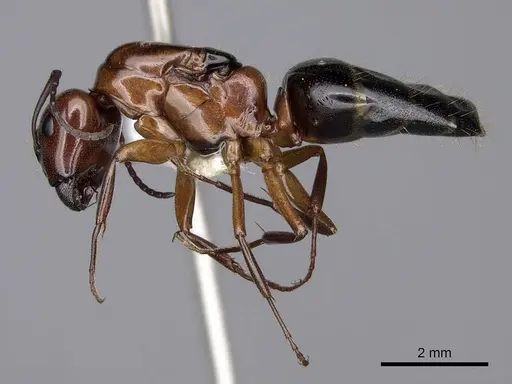 Camponotus essigi - CASENT0843243