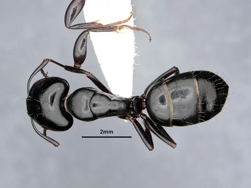 Camponotus essigi - CASENT0862569