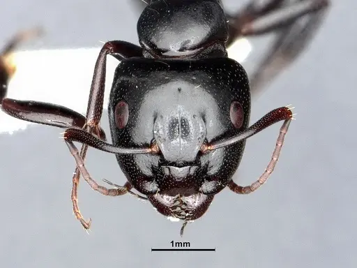 Camponotus essigi - CASENT0862569