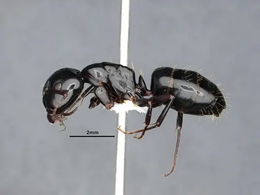 Camponotus essigi - CASENT0862569
