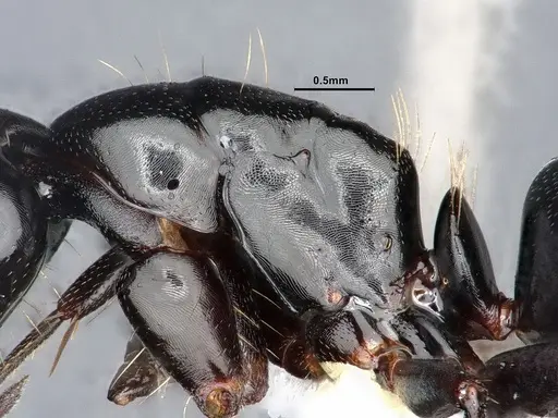 Camponotus essigi - CASENT0862569