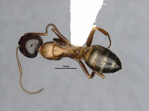 Camponotus essigi - CASENT0882564