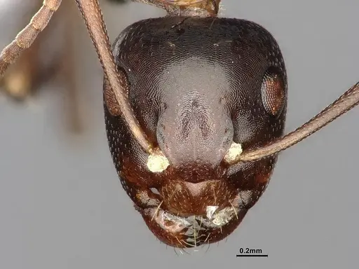 Camponotus essigi - CASENT0882564