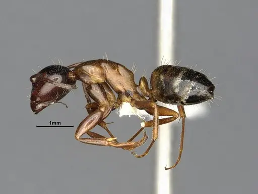 Camponotus essigi - CASENT0882564
