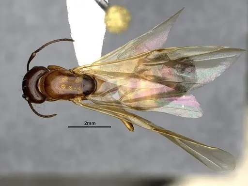 Camponotus essigi - CASENT4031395