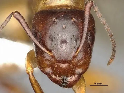 Camponotus essigi - CASENT4031395