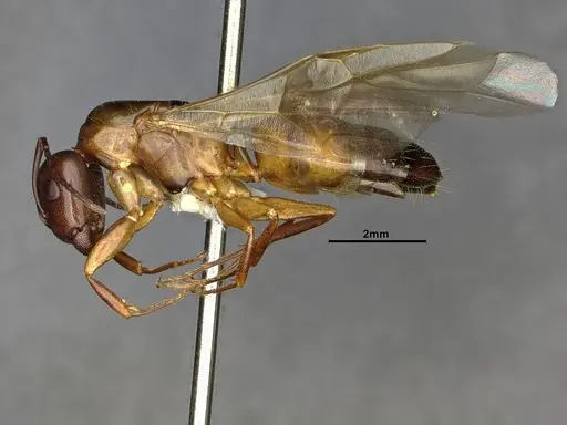 Camponotus essigi - CASENT4031395