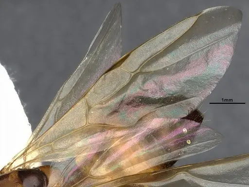 Camponotus essigi - CASENT4031395