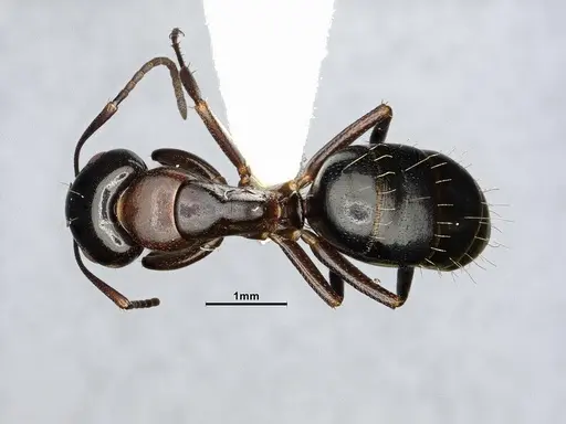 Camponotus essigi - CASENT4031636