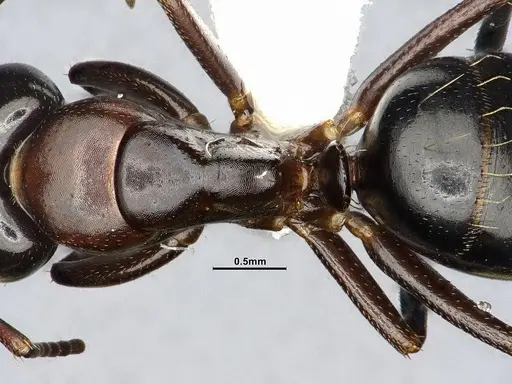 Camponotus essigi - CASENT4031636