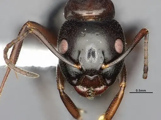 Camponotus essigi - CASENT4031636