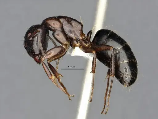 Camponotus essigi - CASENT4031636