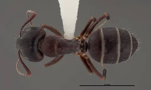 Camponotus essigi - FMNHINS0000062696