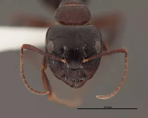 Camponotus essigi - FMNHINS0000062696
