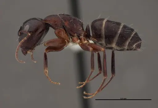 Camponotus essigi - FMNHINS0000062696