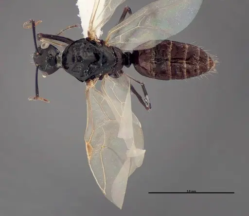 Camponotus essigi - FMNHINS0000083059