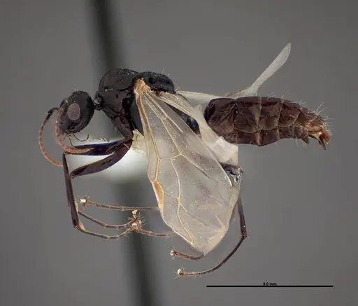 Camponotus essigi - FMNHINS0000083059