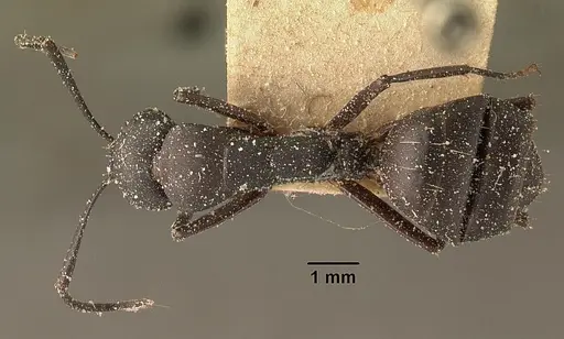 Camponotus ethicus specimen