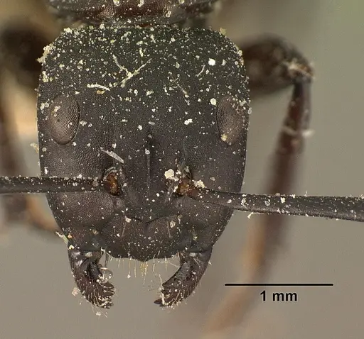 Camponotus ethicus specimen