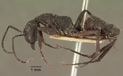 Camponotus ethicus specimen