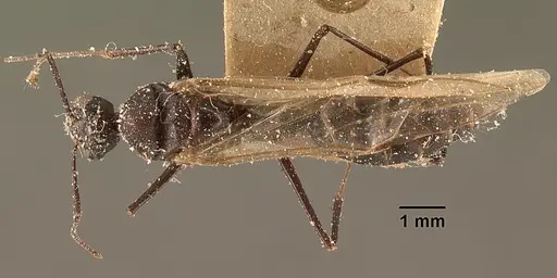 Camponotus ethicus - CASENT0101177