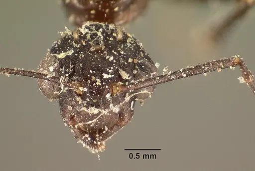 Camponotus ethicus - CASENT0101177