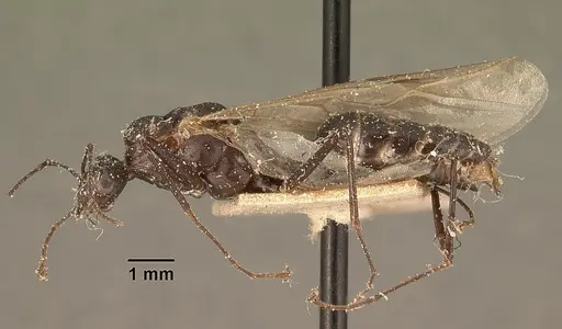 Camponotus ethicus - CASENT0101177