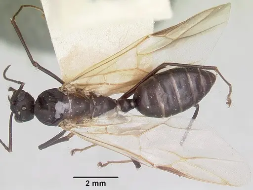 Camponotus ethicus - CASENT0101387