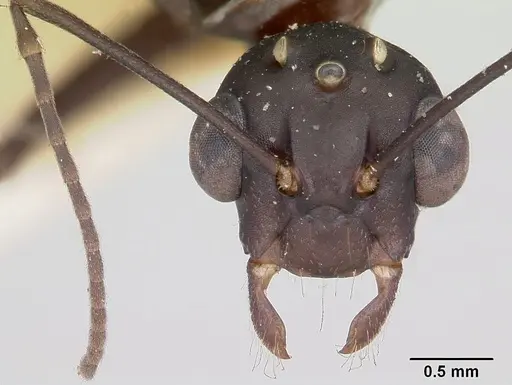 Camponotus ethicus - CASENT0101387