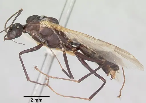 Camponotus ethicus - CASENT0101387