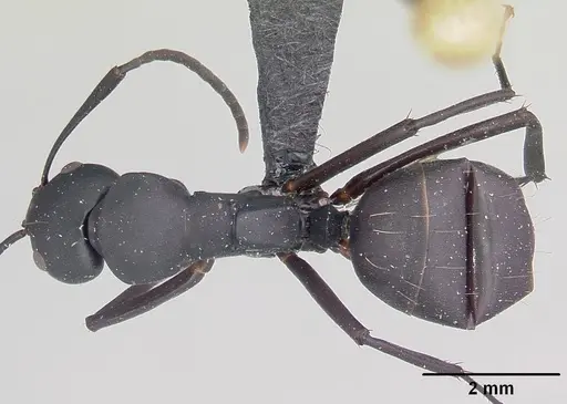 Camponotus ethicus - CASENT0101388