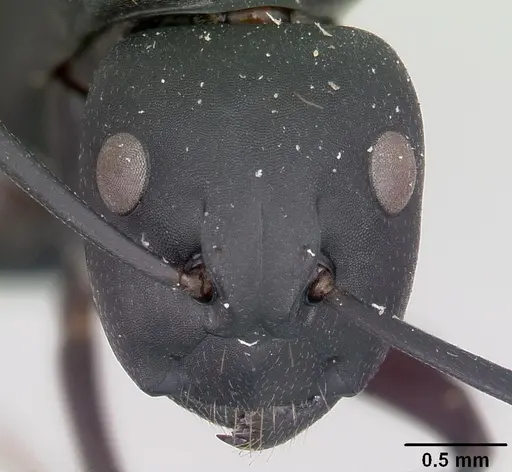 Camponotus ethicus - CASENT0101388