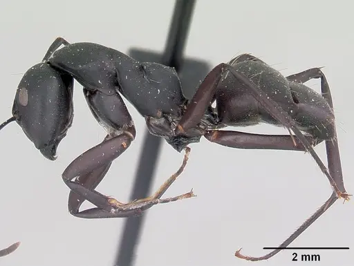 Camponotus ethicus - CASENT0101388