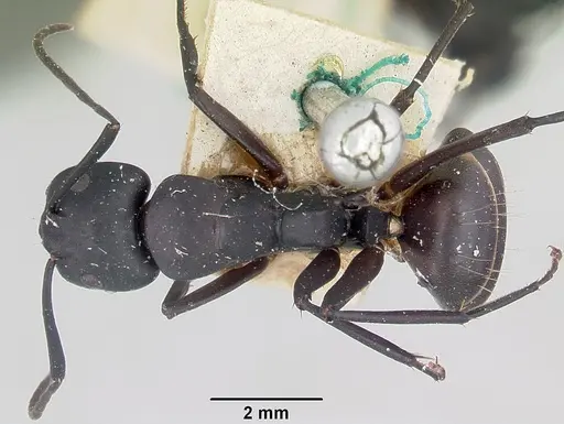 Camponotus ethicus - CASENT0101389