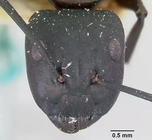 Camponotus ethicus - CASENT0101389