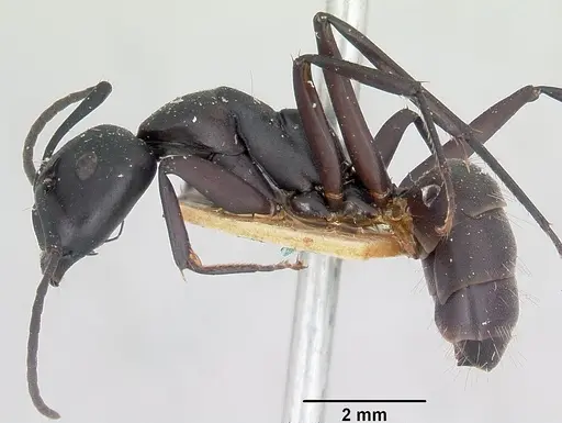 Camponotus ethicus - CASENT0101389