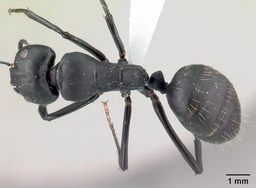 Camponotus ethicus - CASENT0409948