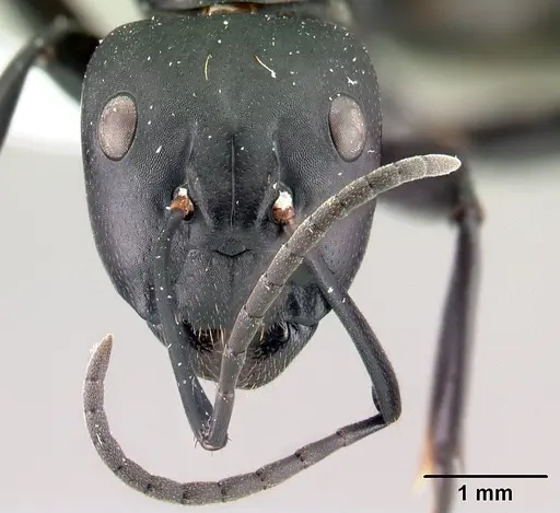 Camponotus ethicus - CASENT0409948