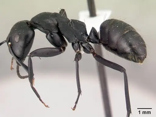 Camponotus ethicus - CASENT0409948