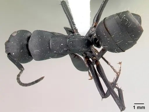 Camponotus ethicus - CASENT0409949