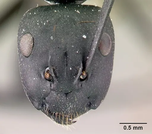 Camponotus ethicus - CASENT0409949