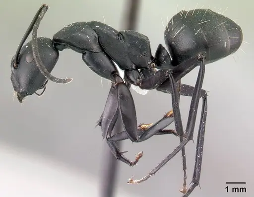 Camponotus ethicus - CASENT0409949