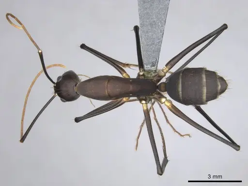 Camponotus etiolipes specimen