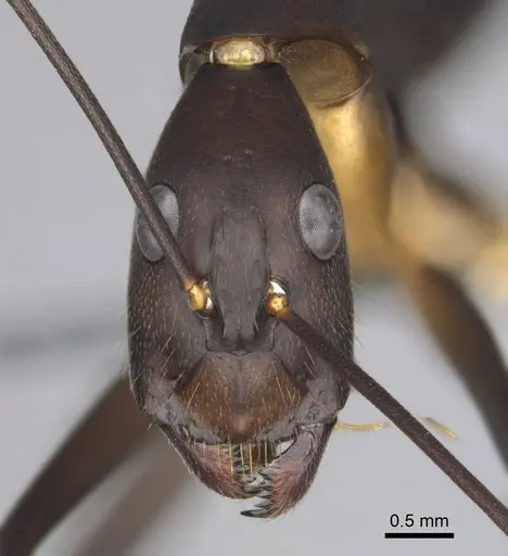 Camponotus etiolipes specimen