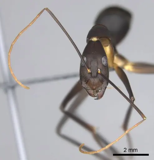 Camponotus etiolipes specimen