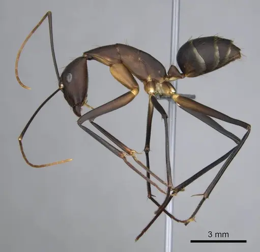 Camponotus etiolipes - CASENT0814703