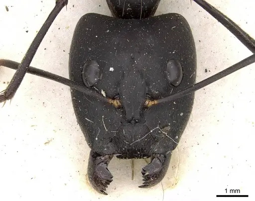 Camponotus etiolipes - CASENT0906922